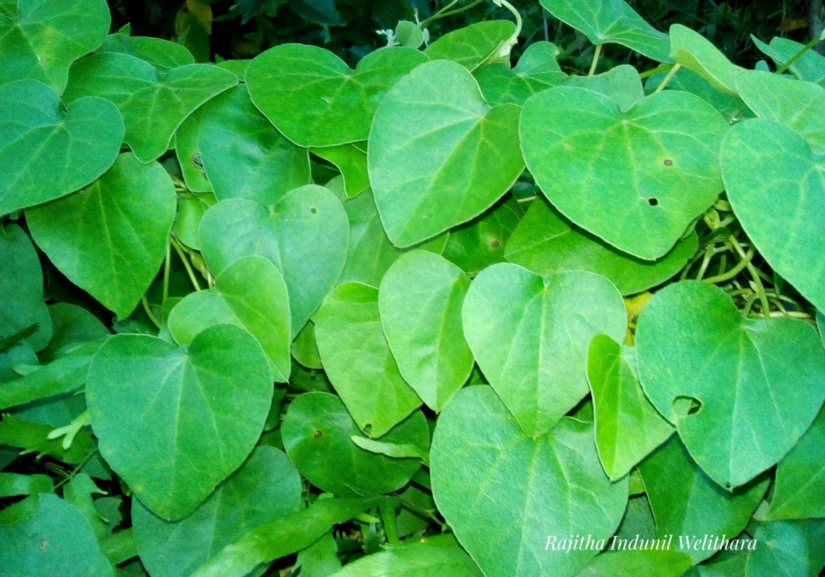 Cissampelos pareira L.